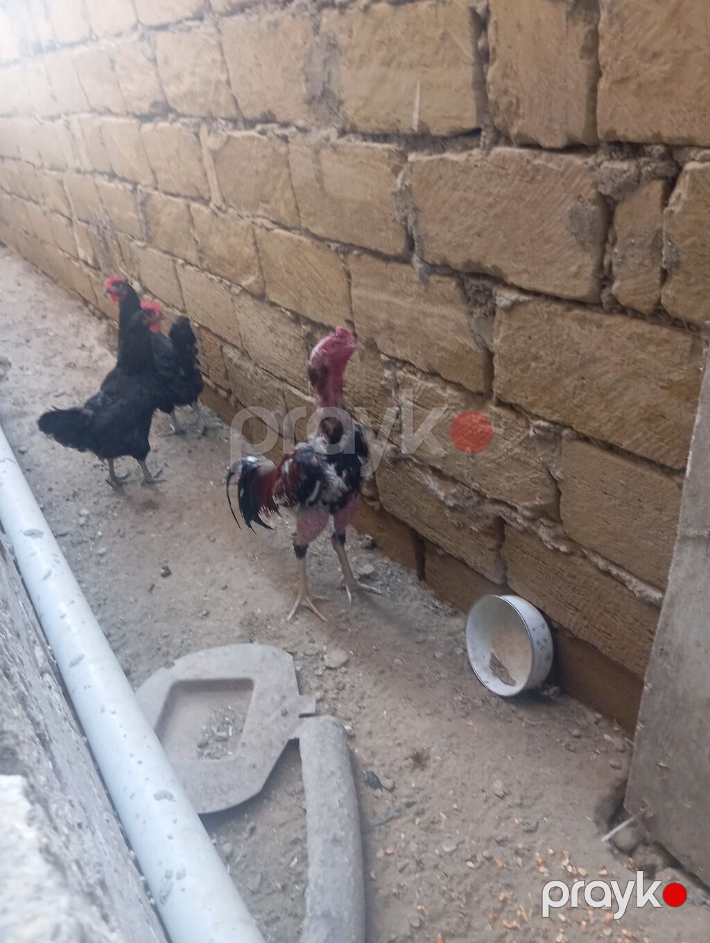Toyuq, Yumurtalıq — Toyuq və xoruz, Bakı (2)