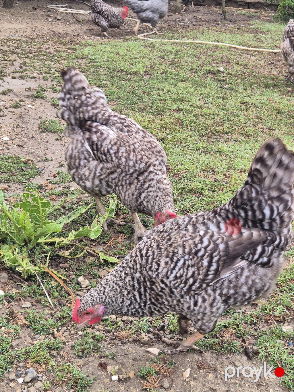 Toyuq, Yumurtalıq — Toyuq və xoruz, Bakı (2)