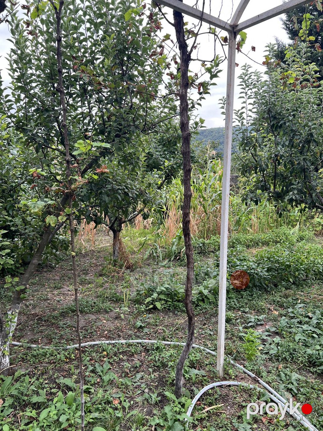 Satılır 7 otaqlı həyət evi/bağ evi 110 m² — Ev, villa, Oğuz (5)