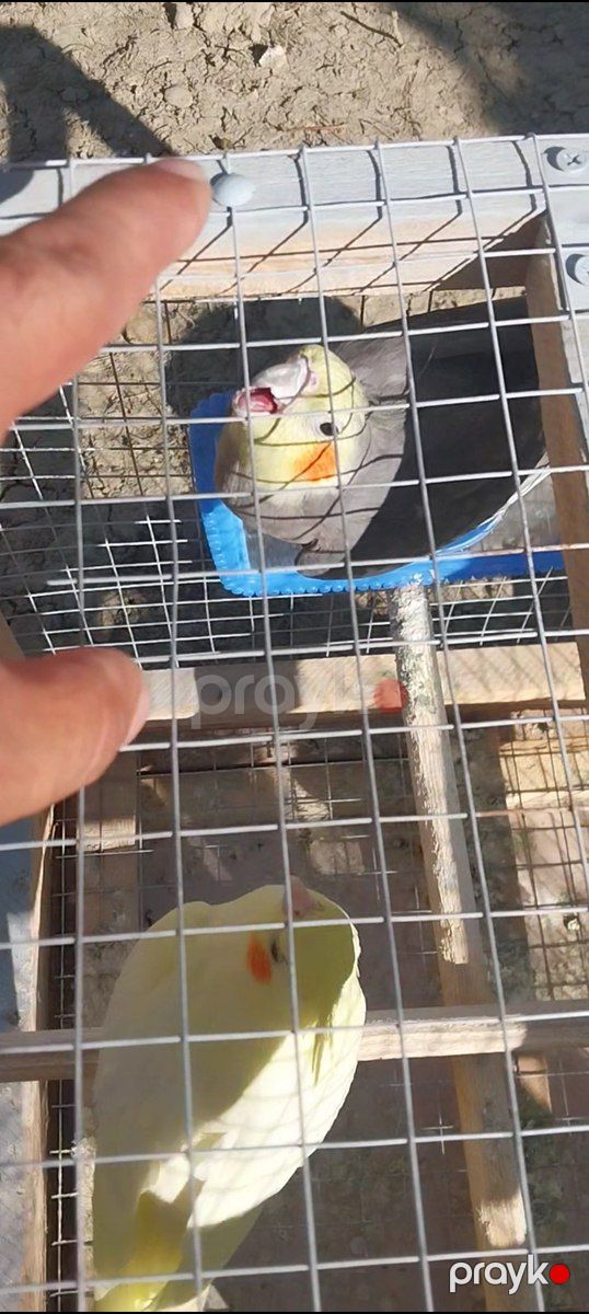 Korella tutuquşuları — Quşlar, Bakı (6)