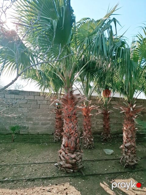 Waşinqton palması — Bakı