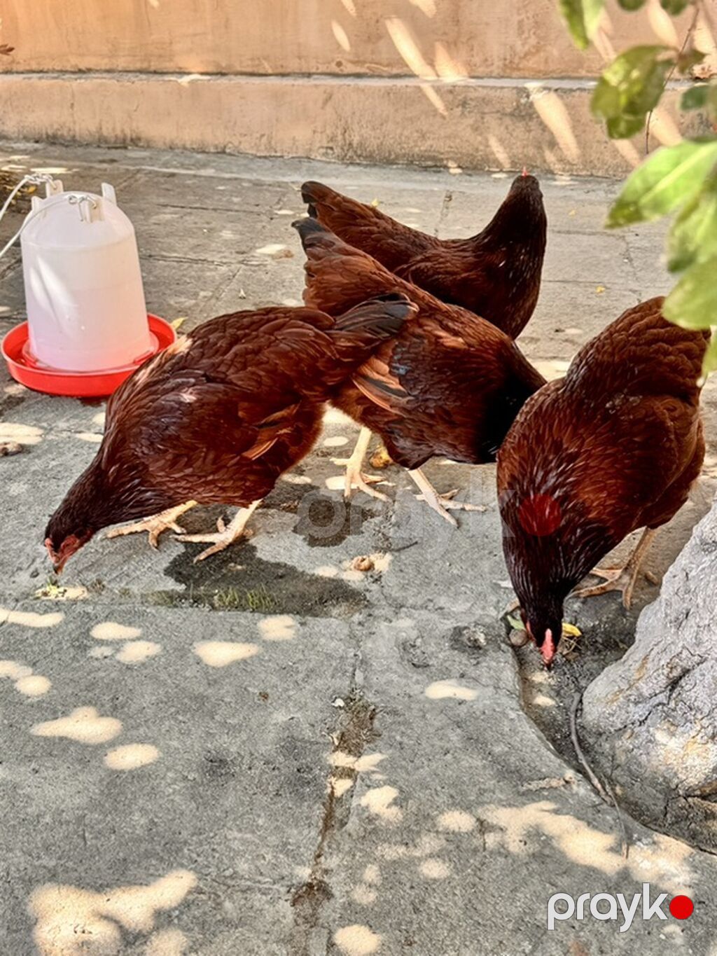 Toyuq, Yumurtalıq — Toyuq və xoruz, Bakı (8)