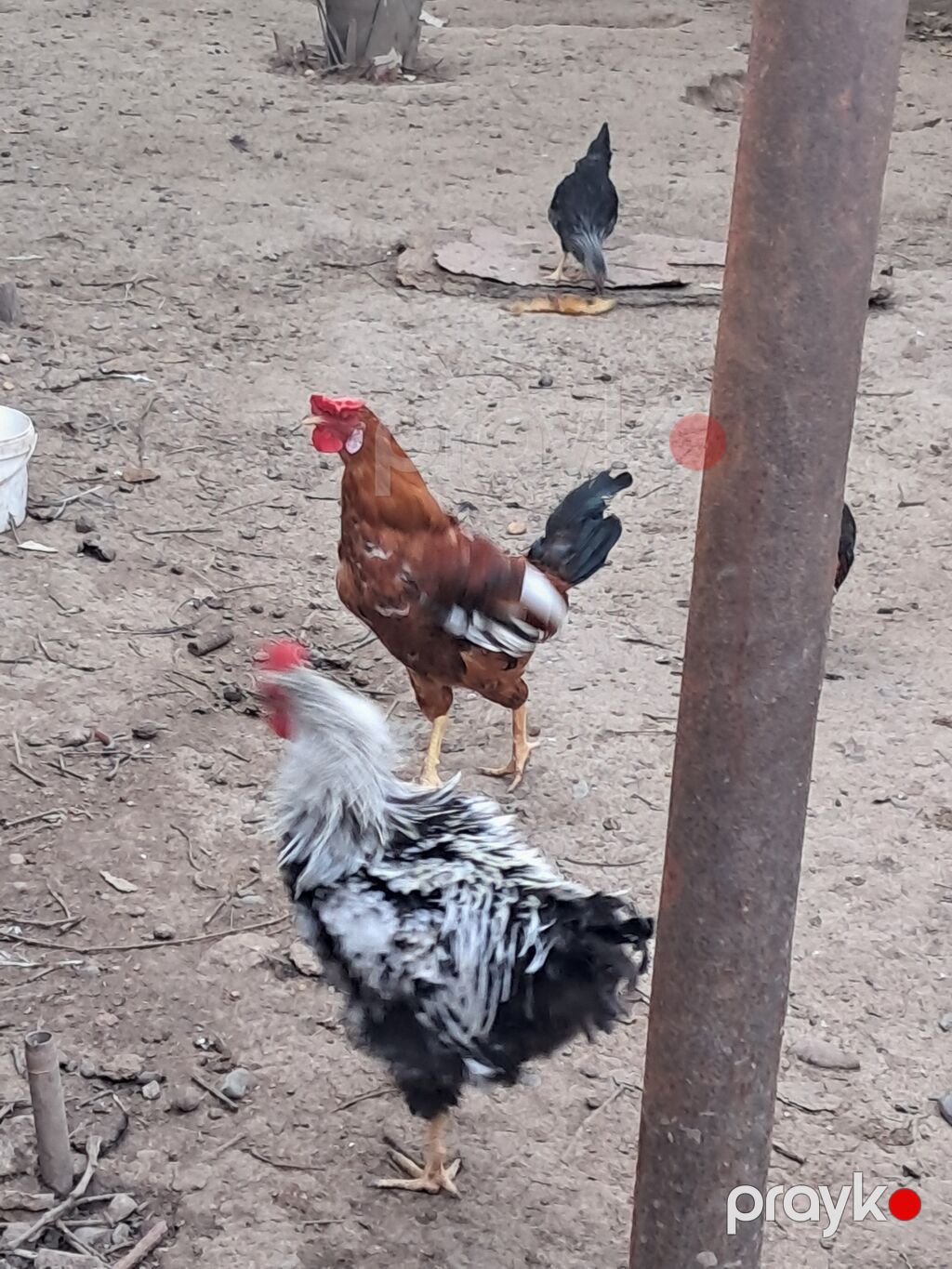 Xoruz, il: 1, Ödənişli çatdırılma — Toyuq və xoruz, Sabirabad (5)