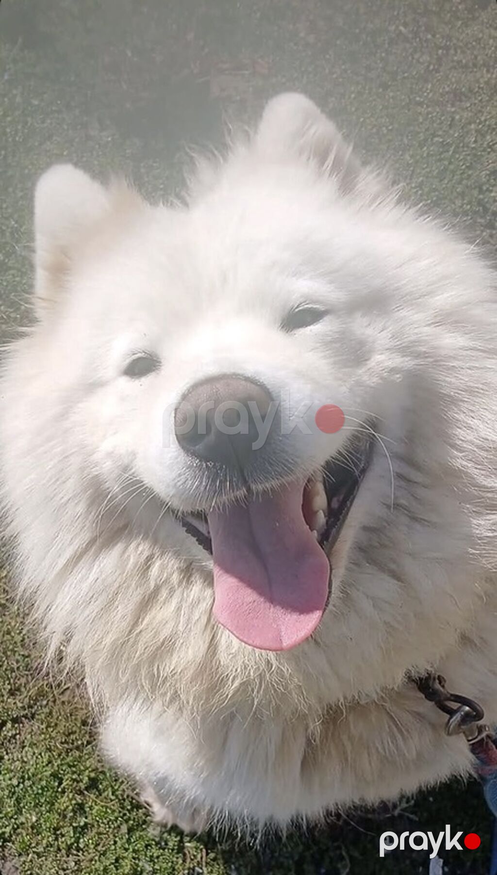 Samoyed, 4 il, Dişi — Köpəklər, Bakı (6)