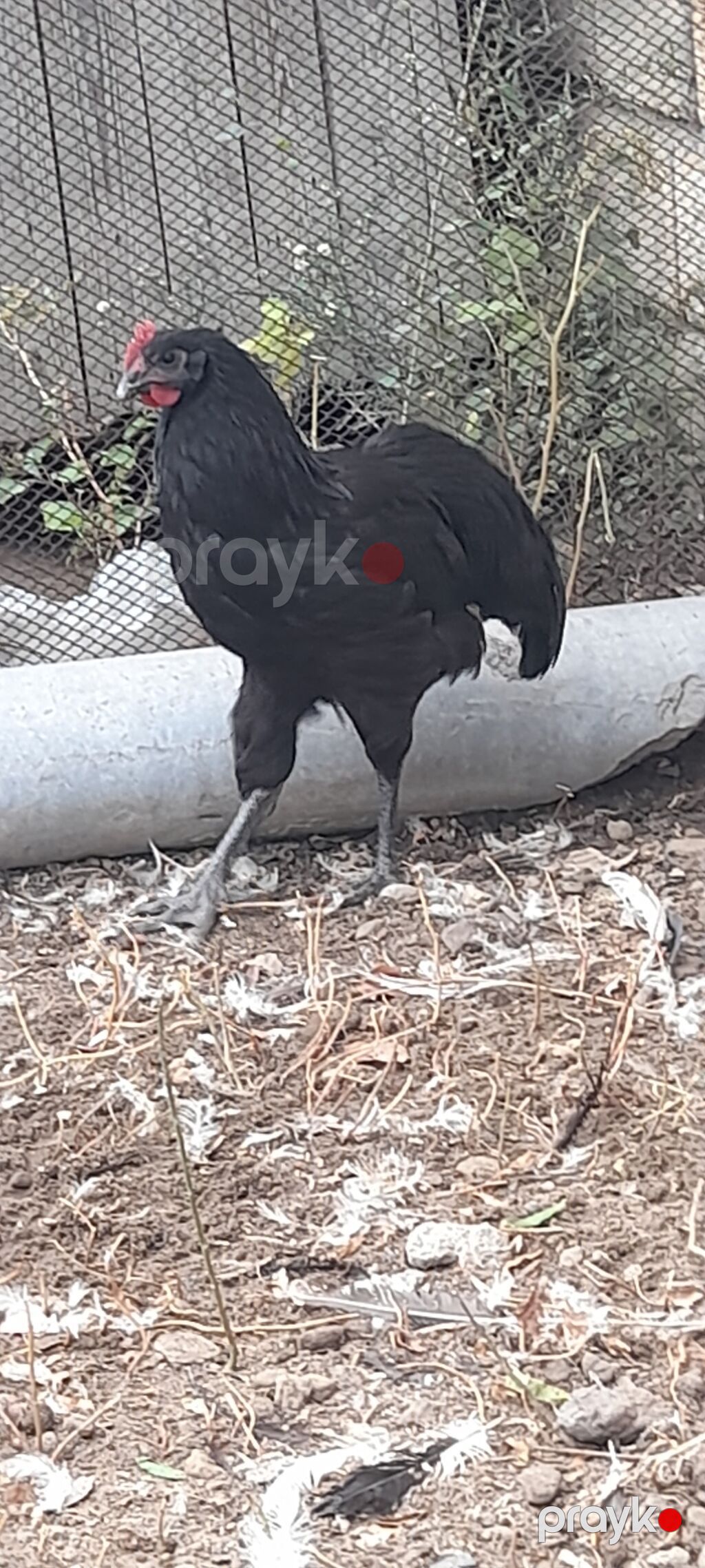 Toyuq, Damazlıq — Toyuq və xoruz, Digah (6)