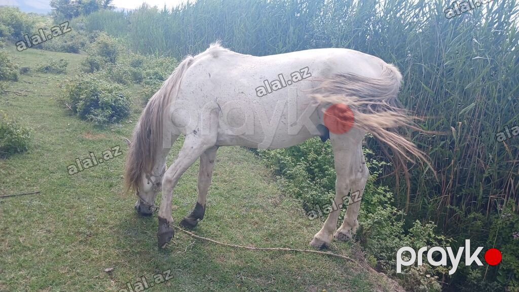 Erkək, il: 10, Ünvandan götürmə — Heyvanlar, İsmayıllı (3)