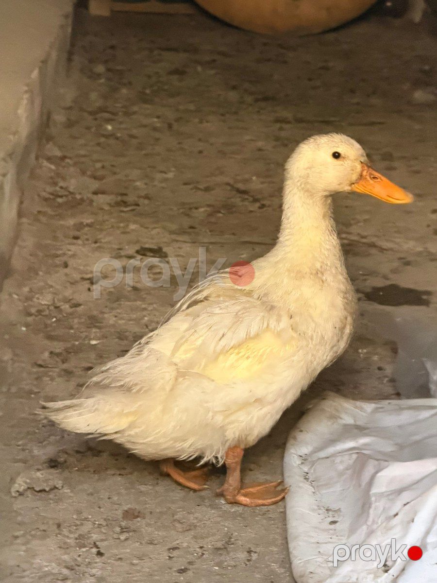 Pekin ördəkləri — Quşlar, Bakı (5)