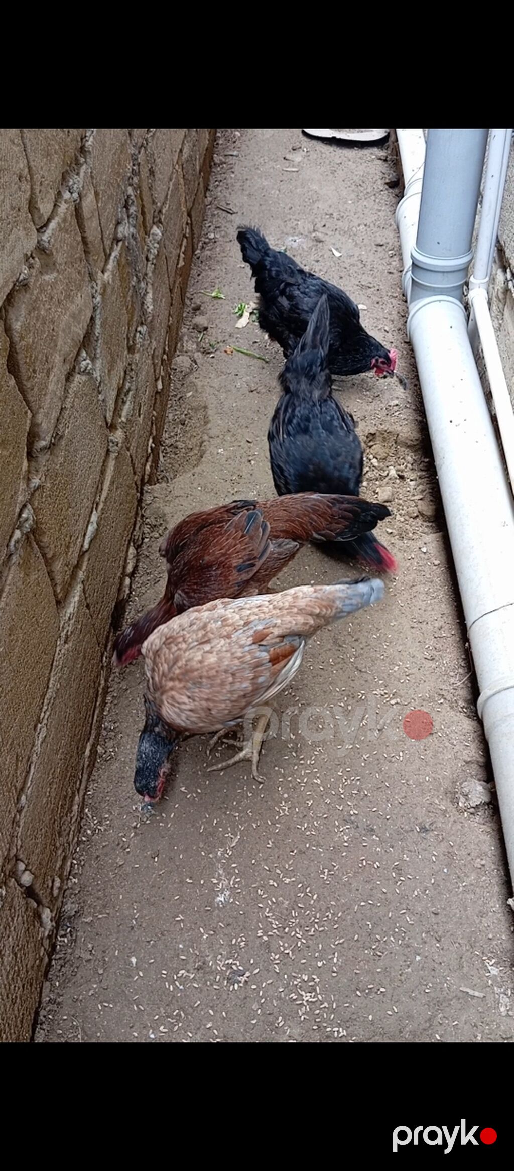 Toyuq, Yumurtalıq — Toyuq və xoruz, Bakı (3)