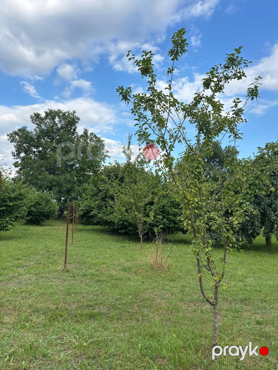 Satılır torpaq 29 sot — Torpaq, Qəbələ (7)