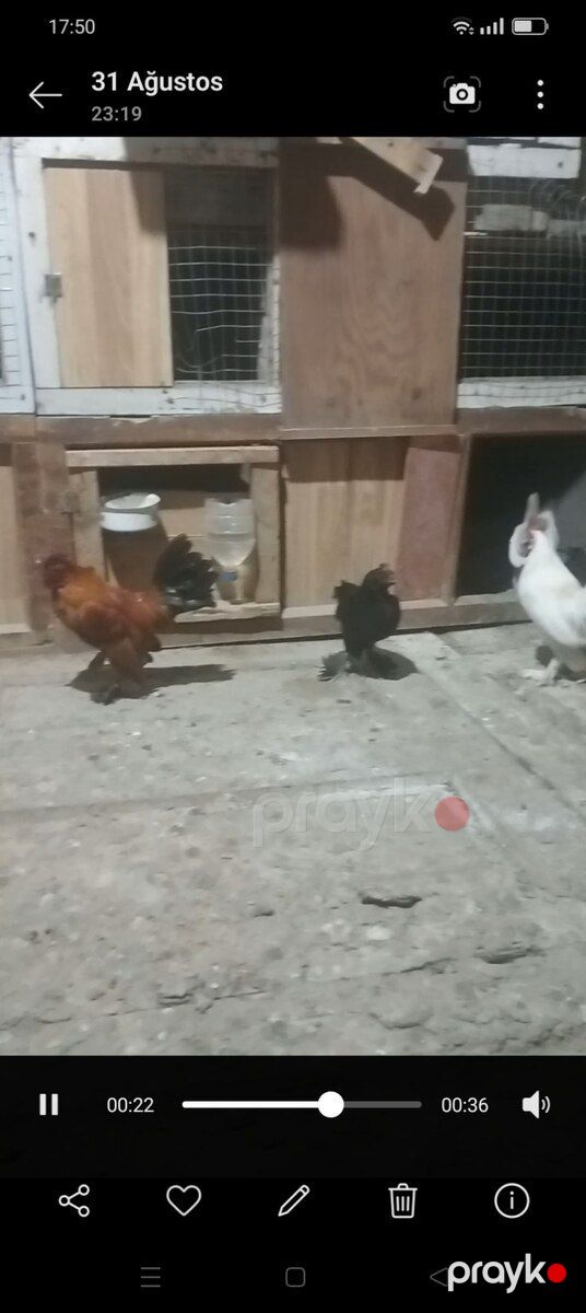 Yaponka quşlar — Quşlar, Bərdə (3)
