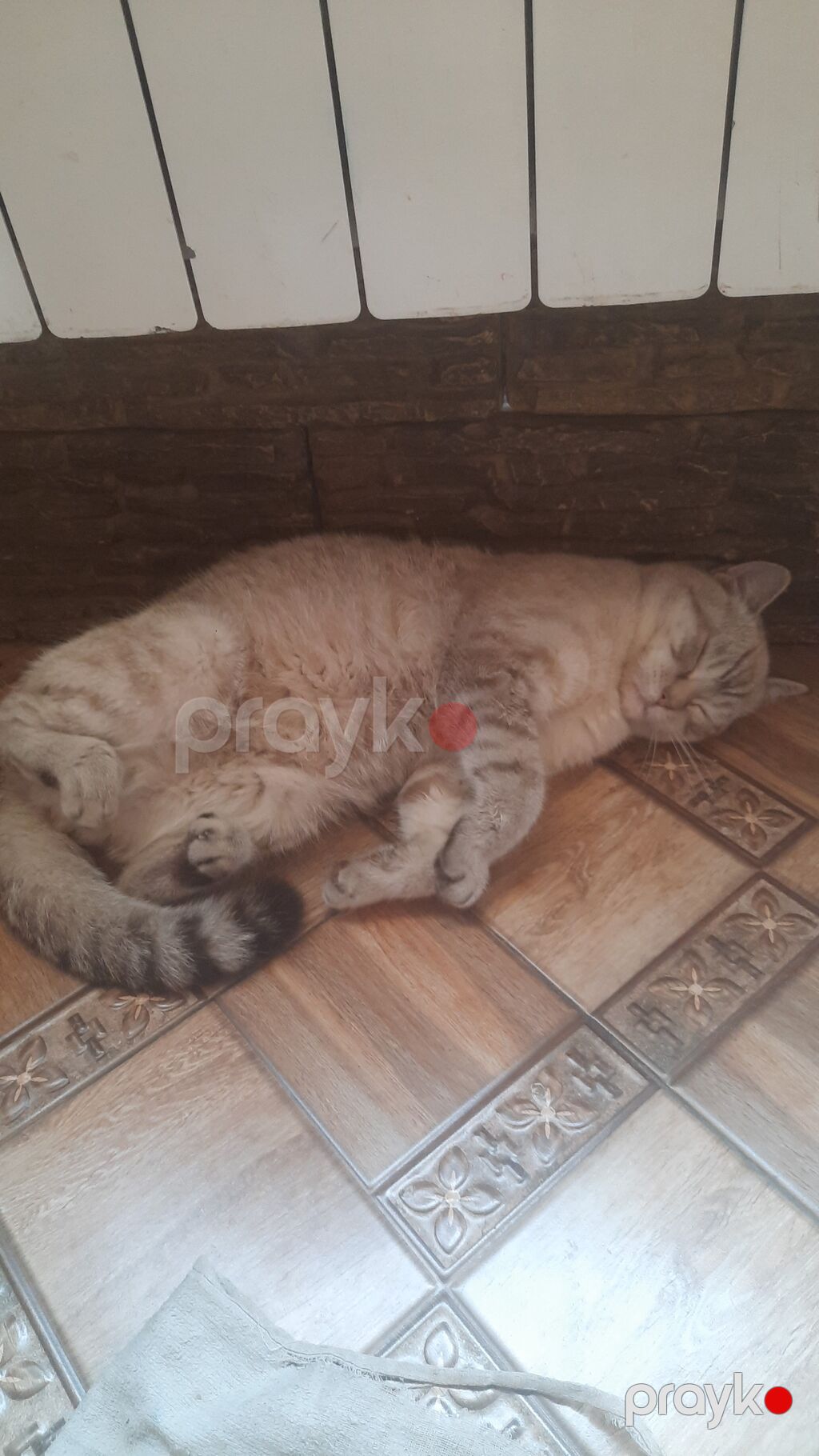 Şinşilla, Erkək — Pişiklər, Bakı (3)