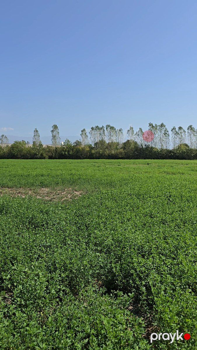 Satılır torpaq 500 sot — Torpaq, Qəbələ (4)