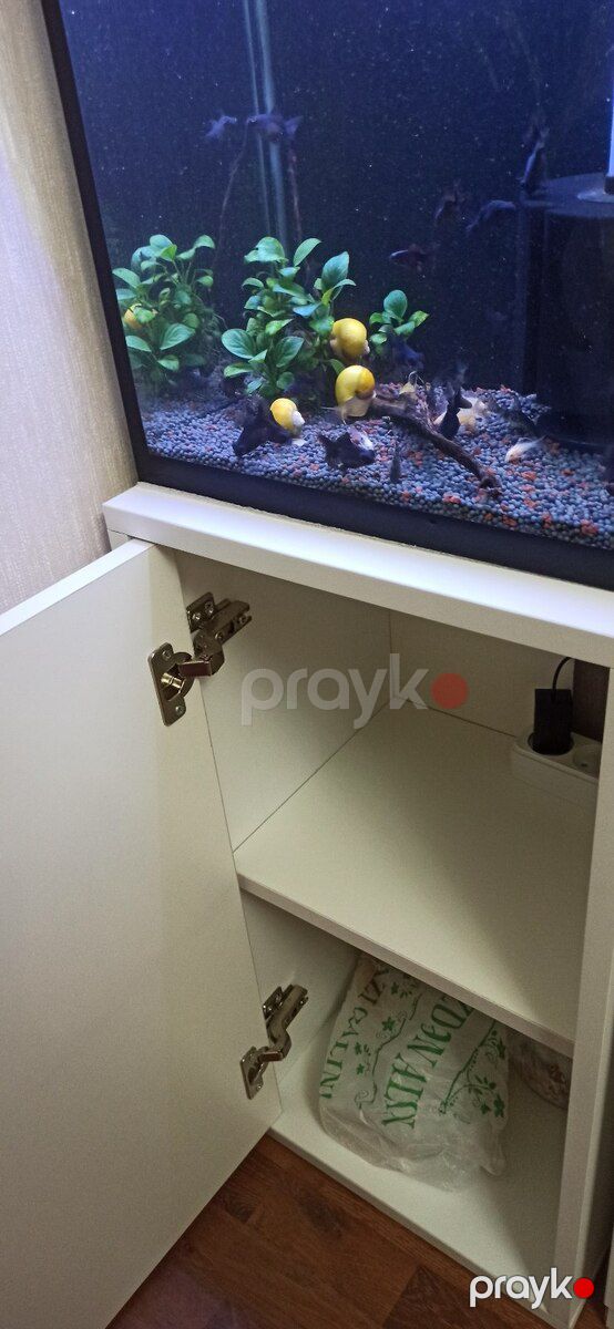Akvarium — Akvariumlar və balıqlar, Bakı (3)