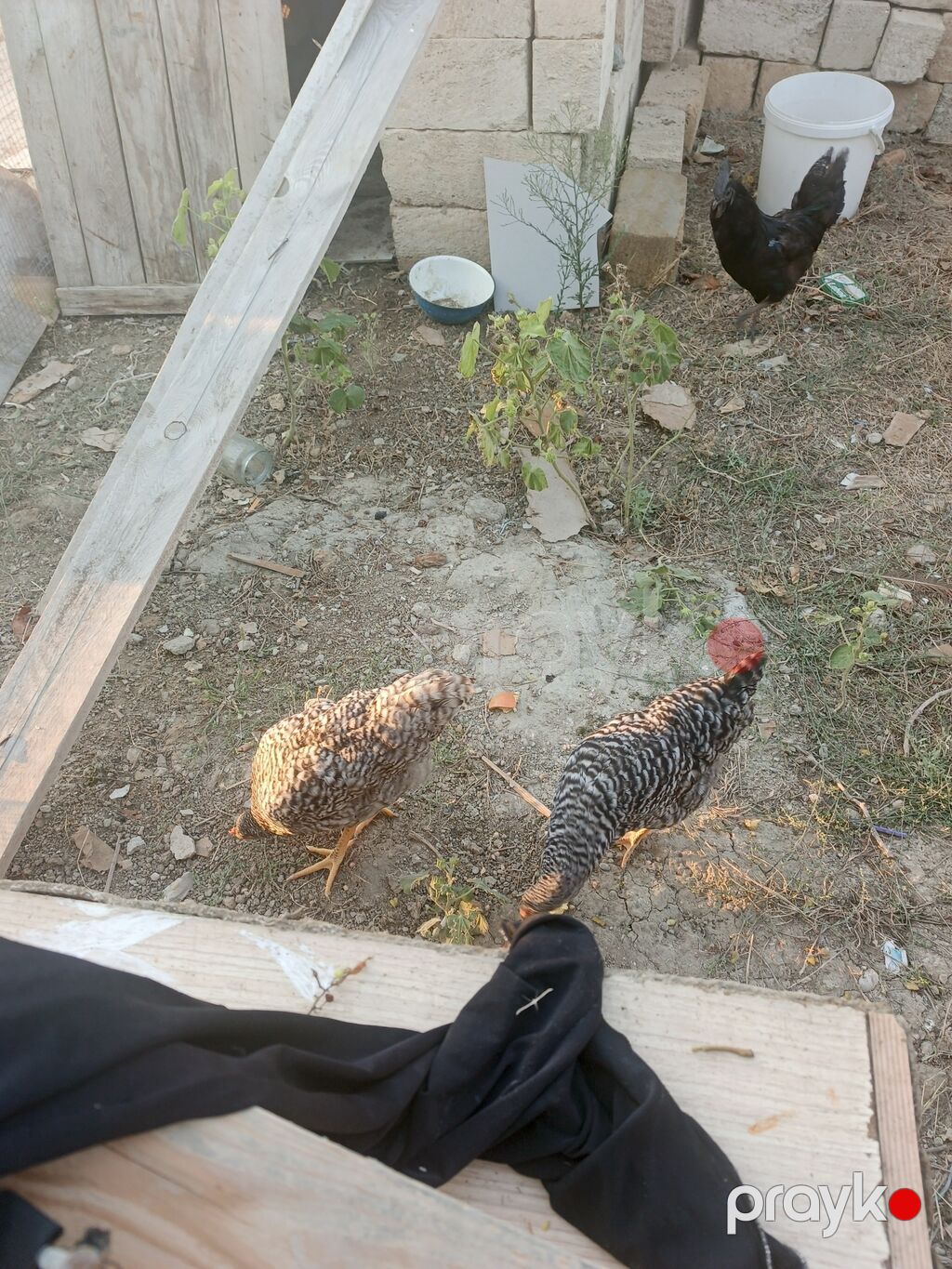 Məhsul: xarkovı toyuqlari (2 ədəd) temiz orginal 5aylig,qiymət 2sine — Toyuq və xoruz, Xırdalan (5)