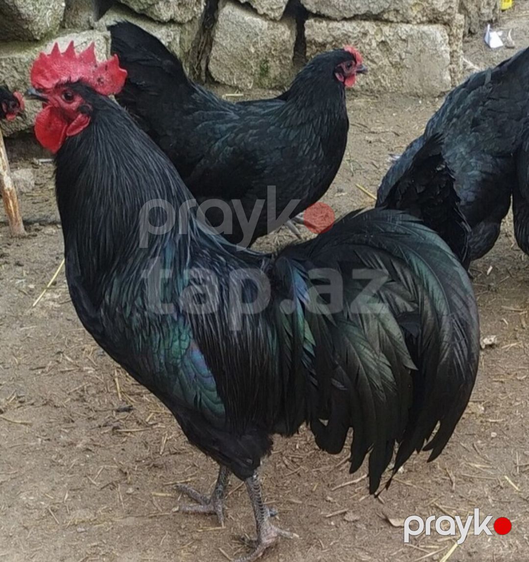 Avstralorp yumurtası — Quşlar, Bakı (4)