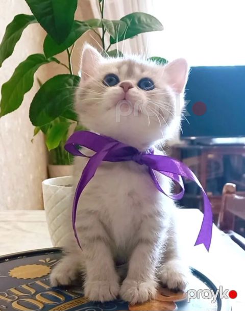 Tabbi, Dişi, Yaxşı əllərə, Ünvandan götürmə — Bakı