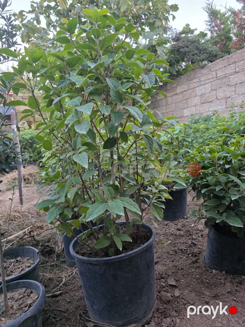 Kalina gülləri 1 manatdan başalyan qiymətlərlə — Bitkilər, Digah (7)