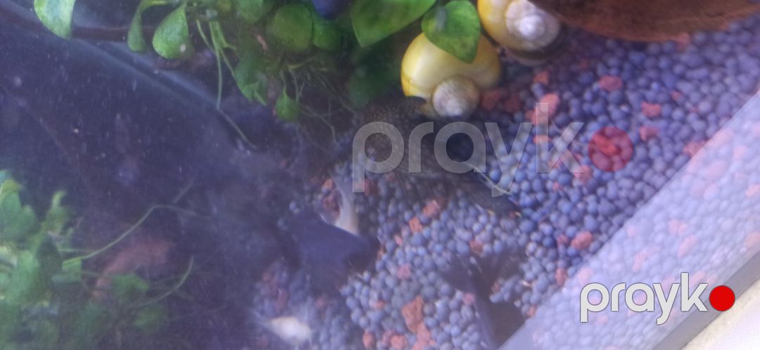 Akvarium — Akvariumlar və balıqlar, Bakı (8)