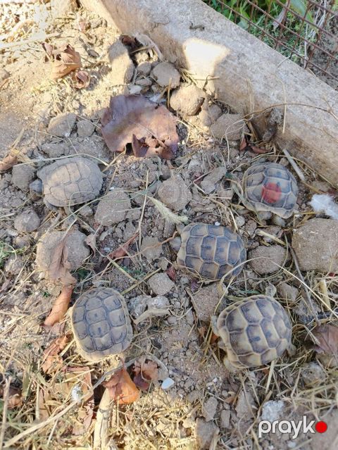 Quru tisbagasinin Balaları Satılır. Qiymət 1 ədədine aitdi — Digah