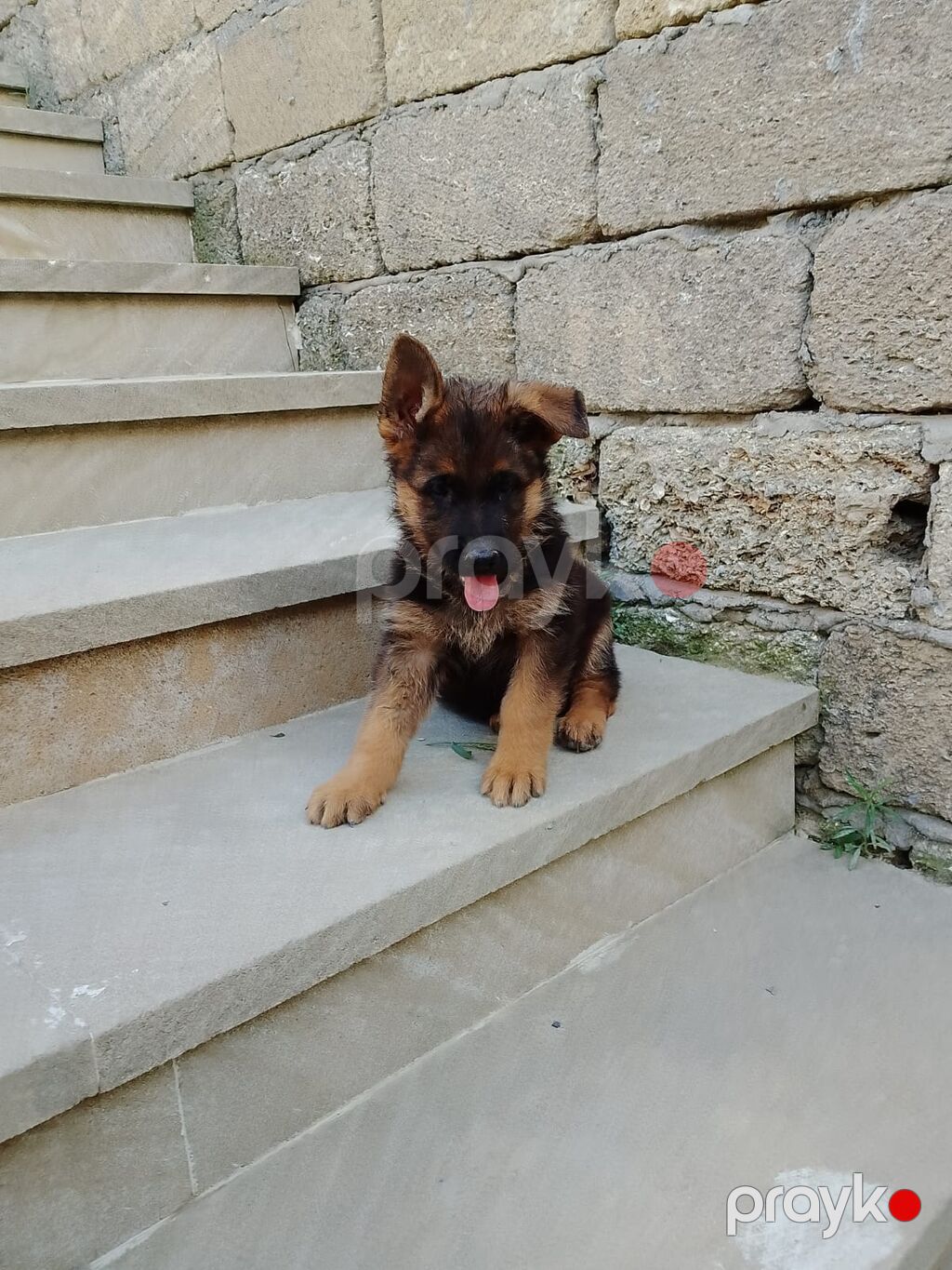 Alman çoban iti — Köpəklər, Xırdalan (5)
