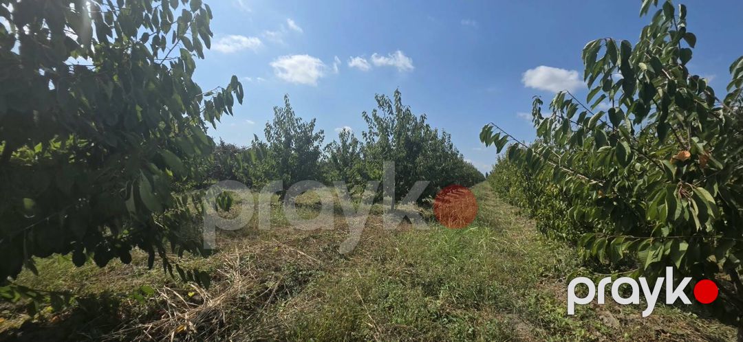 Satılır torpaq 300 sot — Torpaq, Xaçmaz (6)