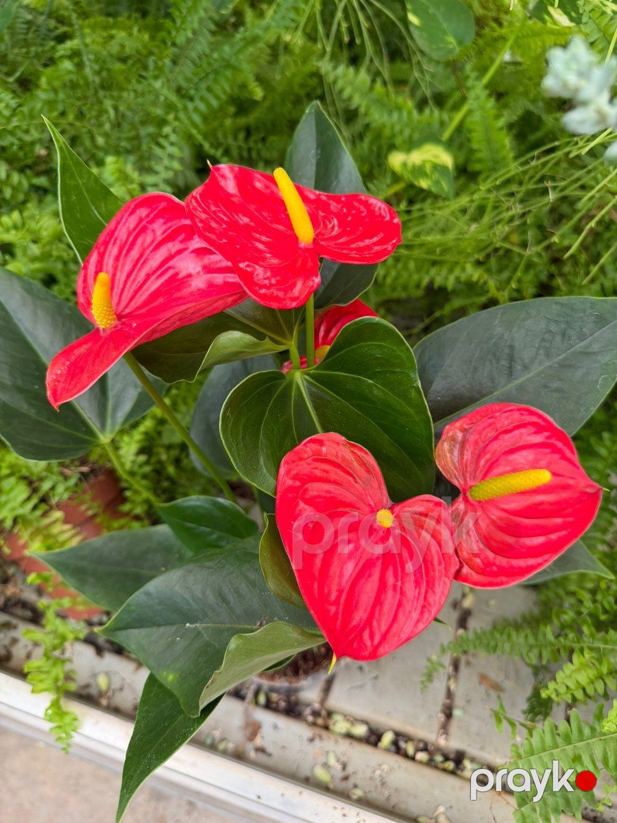Anthurium — Bitkilər, Bakı (7)