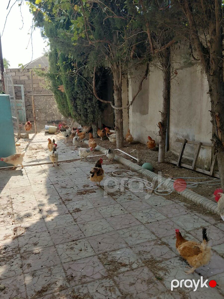 Toyuqlar — Quşlar, Bakı (8)