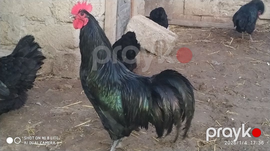 Avstralorp yumurtası — Quşlar, Bakı (2)