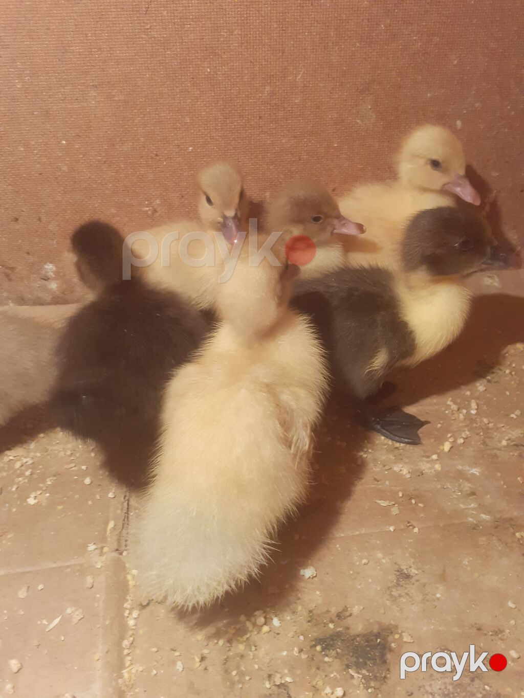 17 dene 3 gunluk ordek balalari biri 4 azn 055 880. 85. 29 — Digərləri, Xırdalan (2)