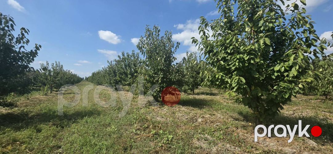 Satılır torpaq 300 sot — Torpaq, Xaçmaz (3)