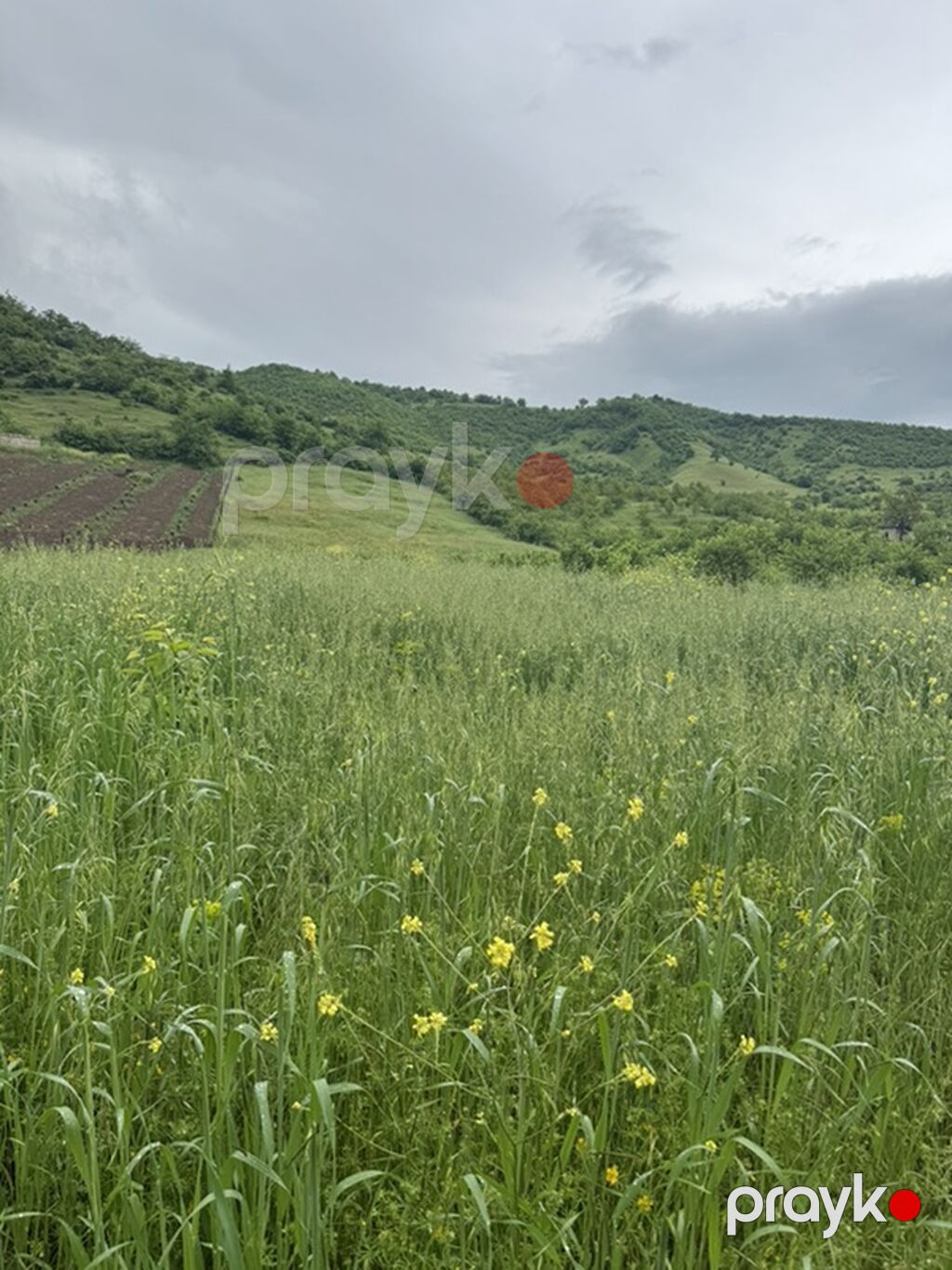 Kənd təsərrüfatı — Torpaq, Quba (10)