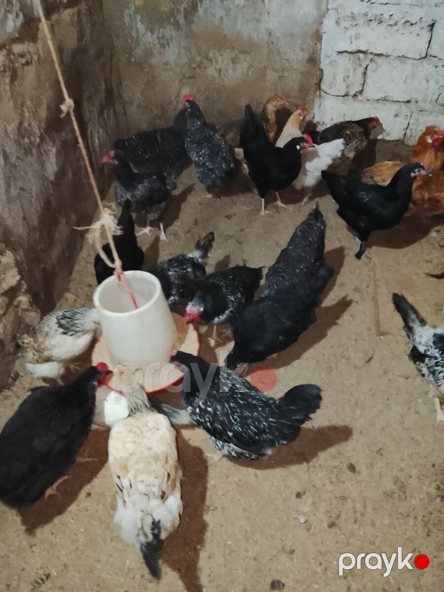 Xoruz və toyuqlar — Quşlar, Bakı (4)