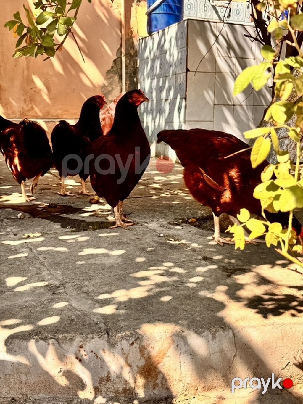 Toyuq, Yumurtalıq — Toyuq və xoruz, Bakı (5)
