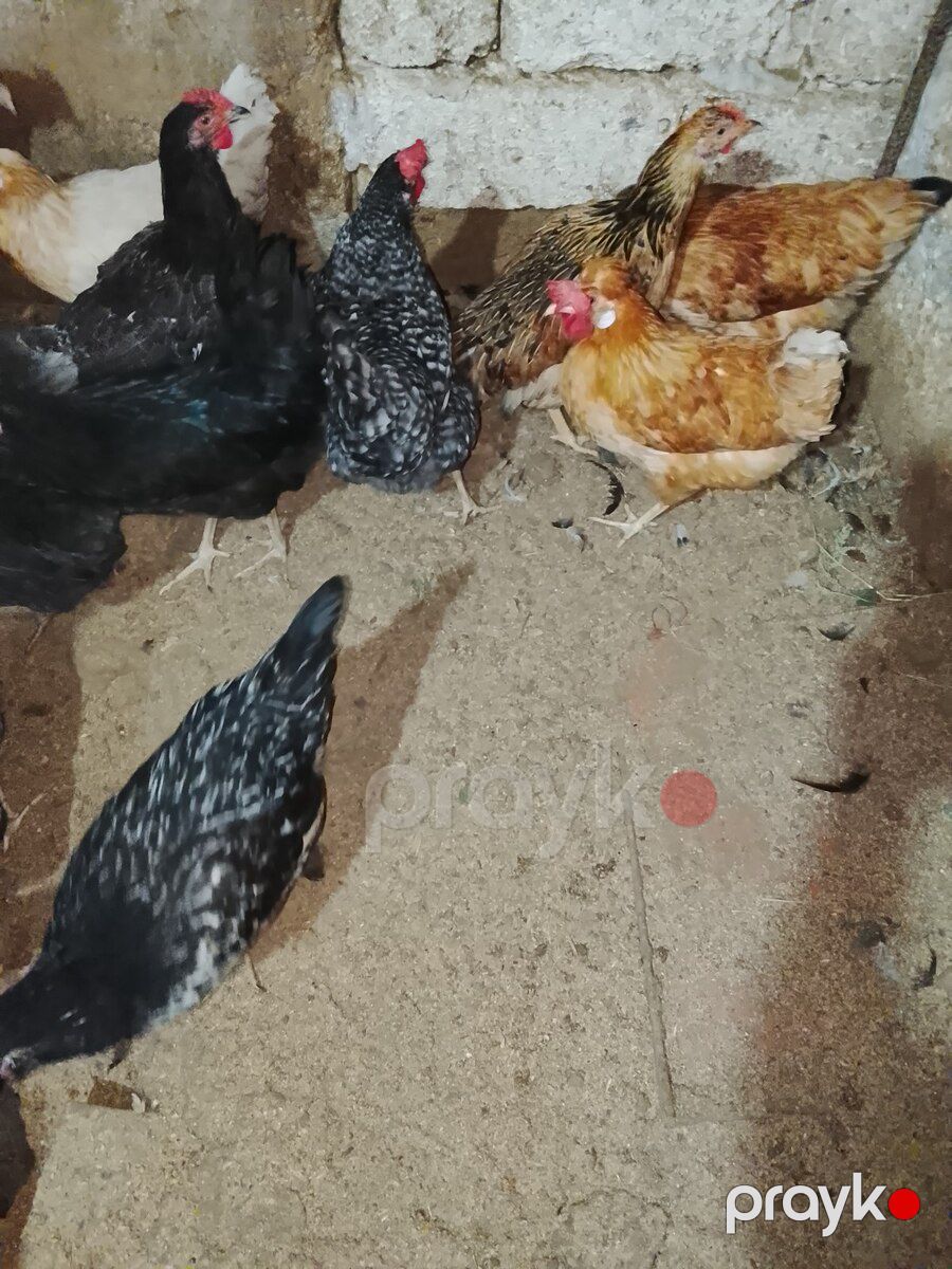 Xoruz və toyuqlar — Quşlar, Bakı (2)