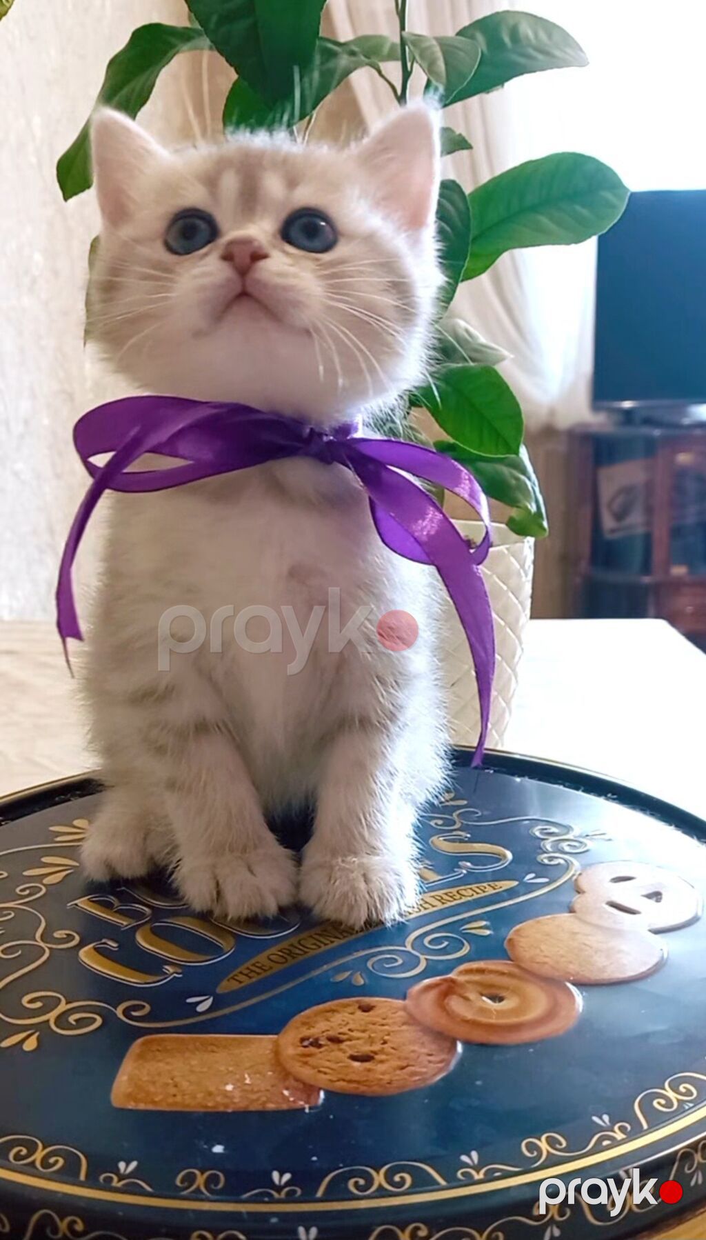 Tabbi, Dişi, Yaxşı əllərə, Ünvandan götürmə — Pişiklər, Bakı (5)