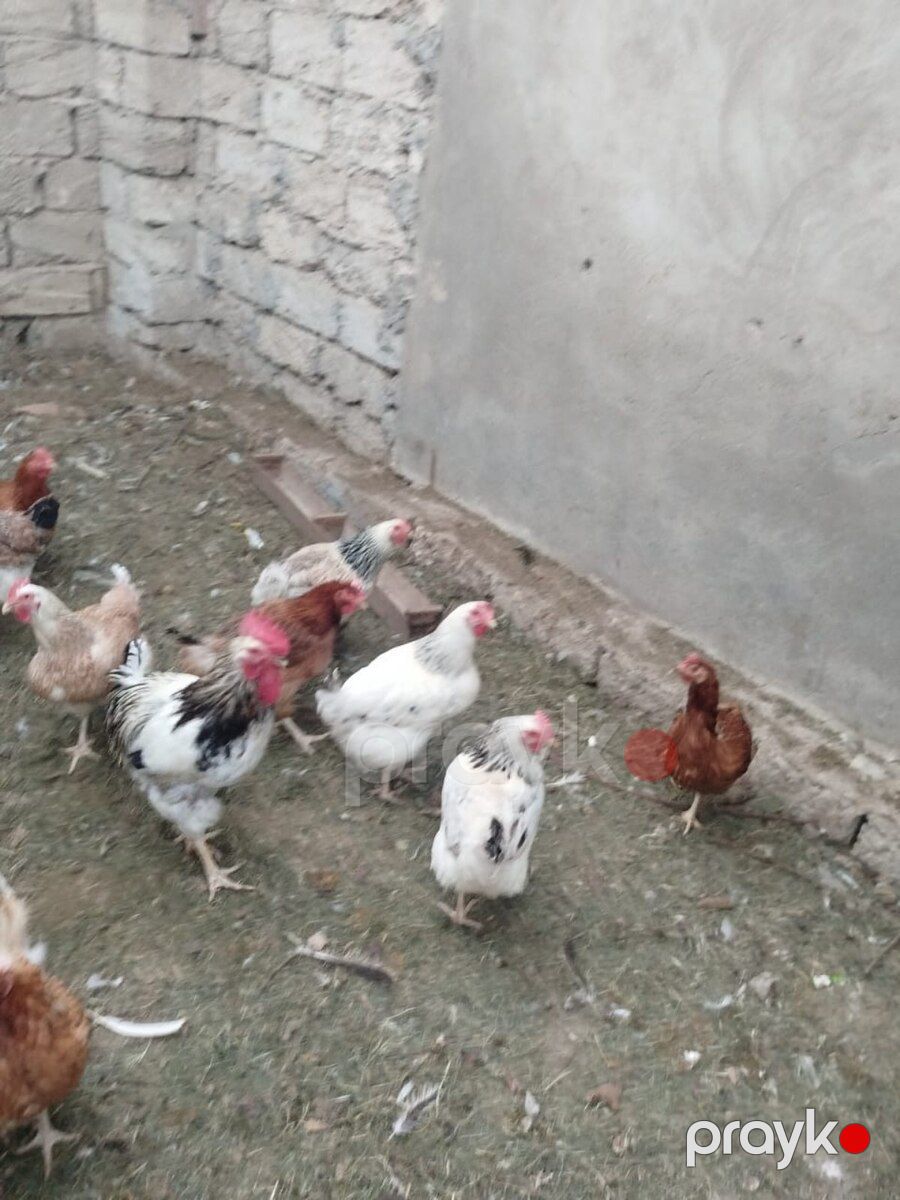 Toyuqlar — Quşlar, Bakı (4)