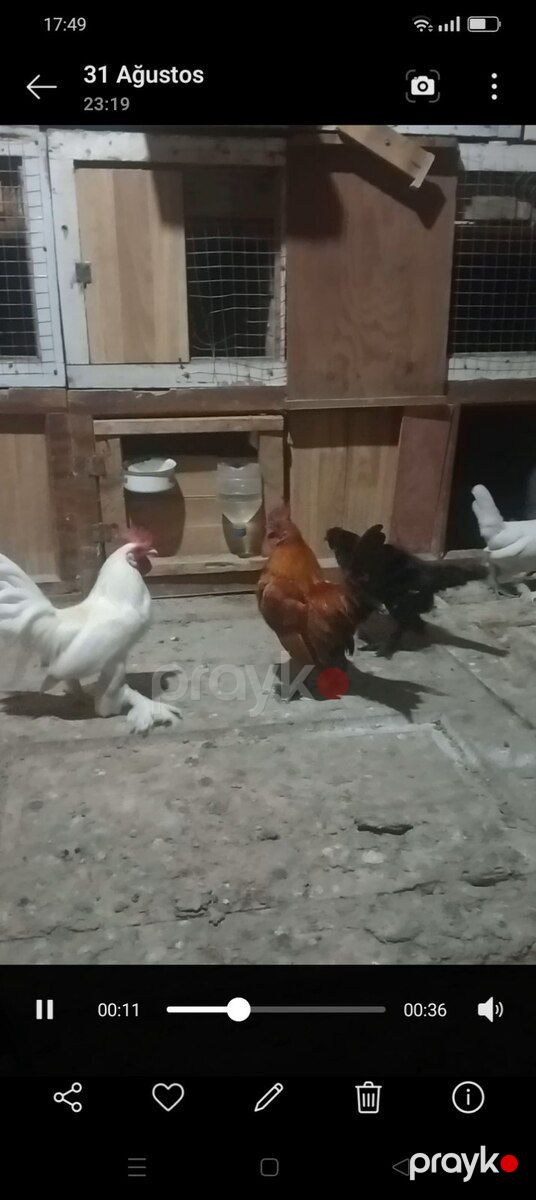 Yaponka quşlar — Quşlar, Bərdə (6)