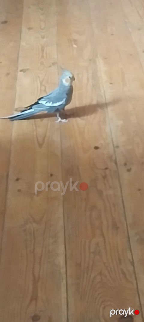 Korella tutuquşuları — Bakı