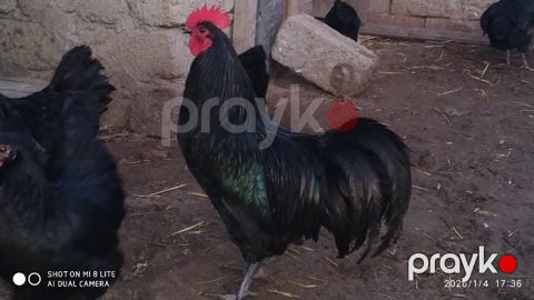Avstralorp yumurtası — Bakı