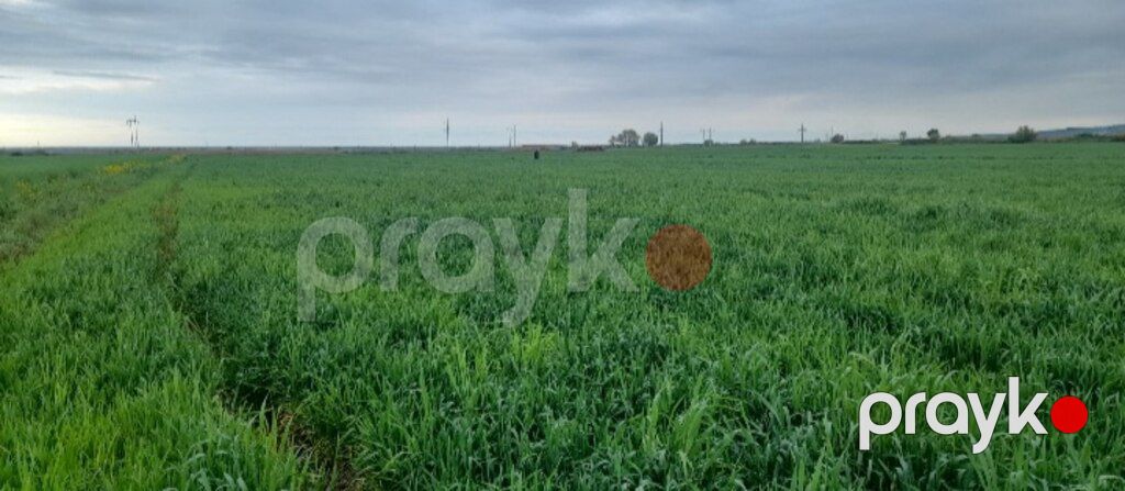 166 sot torpaq sahəsi, Şabran r — Torpaq, Şabran (6)