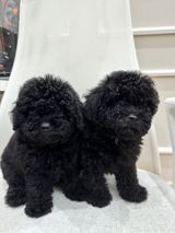 Mini Toy poodle balaları — Murad — İtlər