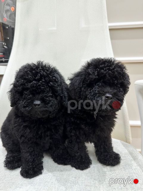 Mini Toy poodle balaları — Bakı