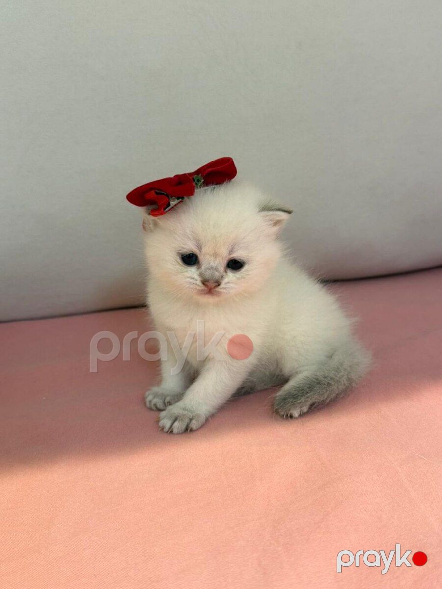 Котята шиншиллы — Pişiklər, Bakı (8)