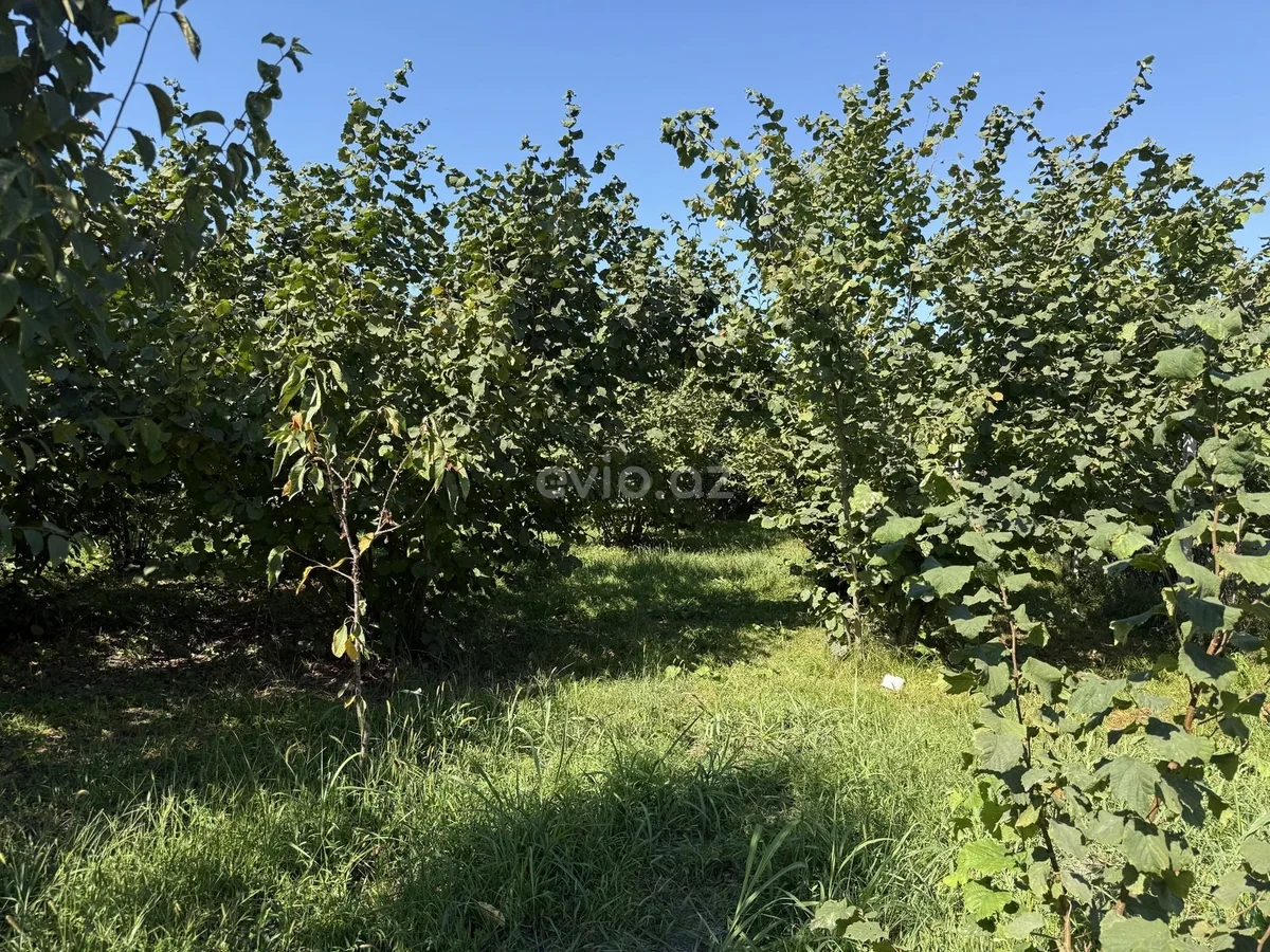Torpaq sahəsi satılır Xaçmazda — Torpaq, Xaçmaz (6)