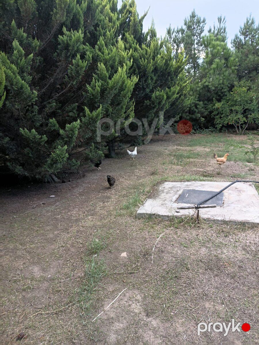 Xoruz və toyuqlar — Quşlar, Bakı (3)
