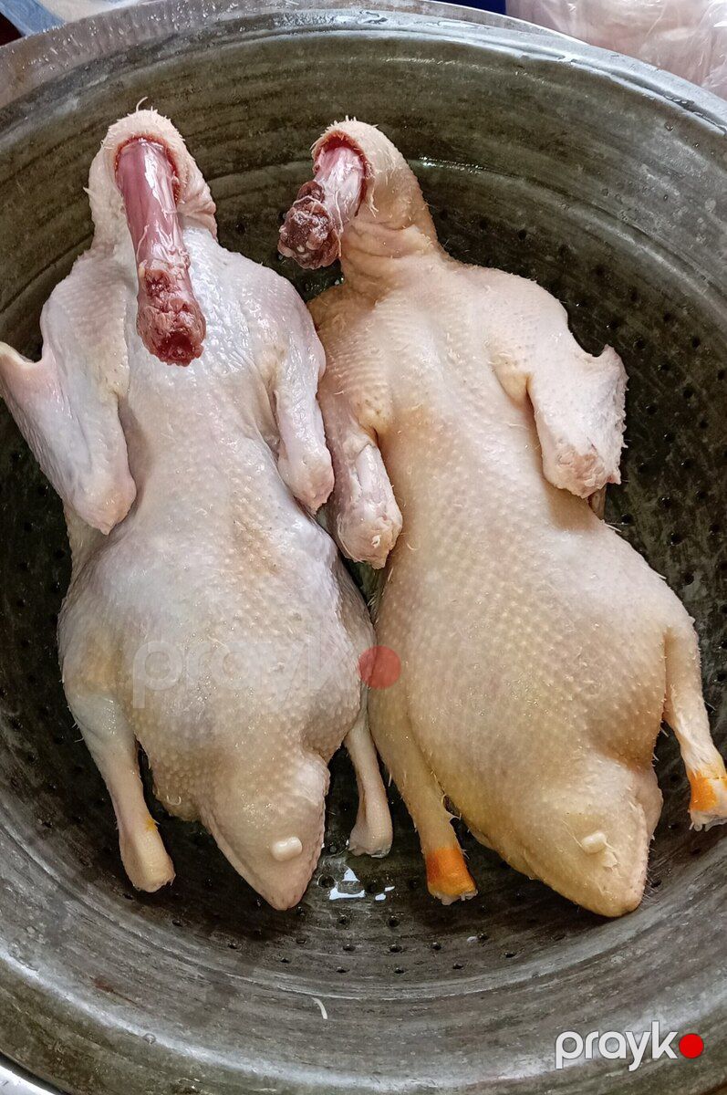Ördək — Quşlar, Bakı (2)