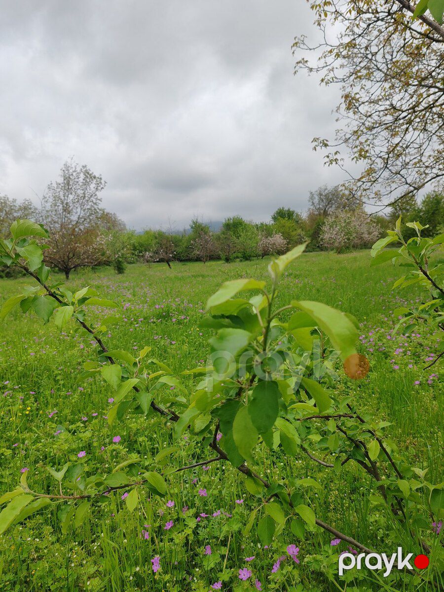 66 sot torpaq sahəsi, Qəbələ r — Torpaq, Qəbələ (4)