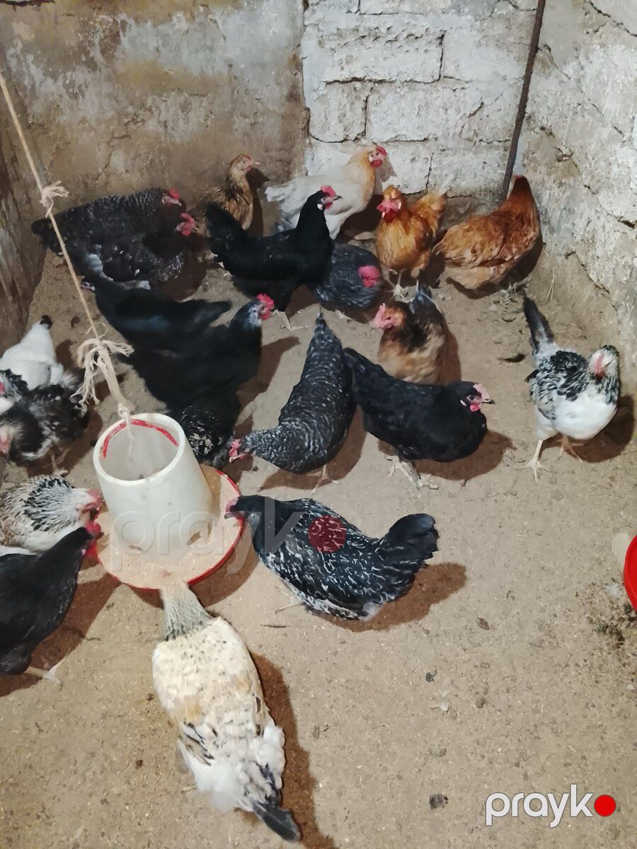 Xoruz və toyuqlar — Quşlar, Bakı (6)