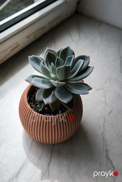 Echeveria — Bakı