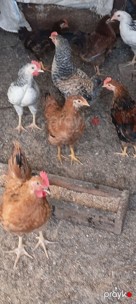 Toyuqlar satılır 2 ay yarımlıqdılar. vaksin olunublar — Bakı